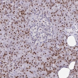 TCF-3/E2A Antibody, Novus Biologicals:Antibodies:Primary Antibodies